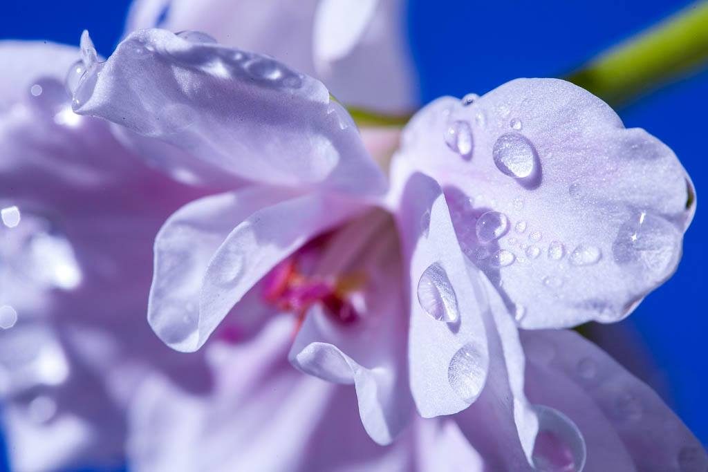 PREPARAR EN JARDÍN EN FEBRERO